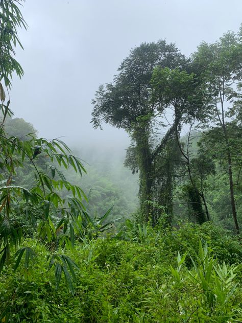 Jungle Core Aesthetic, Amazon Rainforest Aesthetic, Tropical Rainforest Aesthetic, Tighnari Aesthetic, Aesthetic Rainforest, Rain Forest Aesthetic, Ecuador Aesthetic, Rainforest Aesthetic, Vietnam Jungle