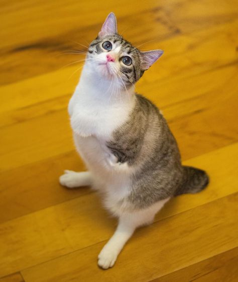 Special needs cats may need a little extra attention from their humans, but what they give in return can inspire millions of people! Ugly Cat, Funny Cat Photos, Most Beautiful Animals, Rare Animals, Kittens Funny, Funny Cat Pictures, Cute Animal Photos, Cute Cats And Kittens, Funny Cute Cats