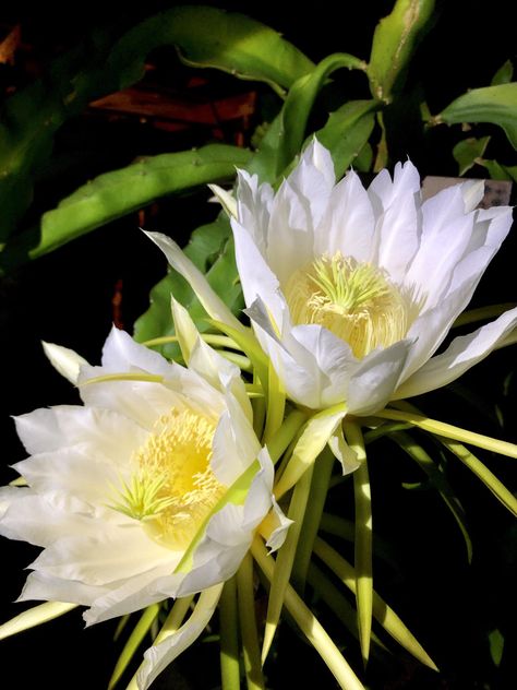 My mom was really excited to show me the flowers blooming on her dragon fruit plants. Apparently they only bloom at night! White Dragon Fruit, Dragon Fruit Flower, Zodiac Flowers, Dragon Fruit Varieties, Dragon Fruit Plant, Red Dragon Fruit, Starting A Vegetable Garden, Flowers Blooming, Fruit Flowers