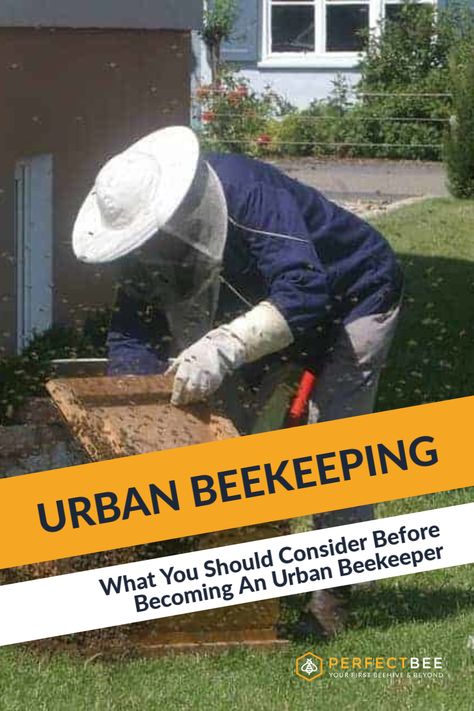 Landscape Ideas Architecture, Ideas Around Trees, Small Backyard Landscape, Backyard Bees, Urban Beekeeping, Indoor Hydroponics, Micro Farm, Butterfly Gardens, Beekeeping For Beginners