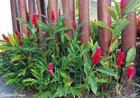 A Alpinia e uma herbácea rizomatosa, pertence à família Zingiberaceae, nativa das Ilhas dos Mares do Sul, perene, entouceirada, de 1,5 a 2,0 metros de ...... Plant Palette, Ginger Plant, Tropical Backyard, Nature Plants, Tropical Landscaping, Tropical Garden, Landscape Architecture, Flower Garden, Garden Design