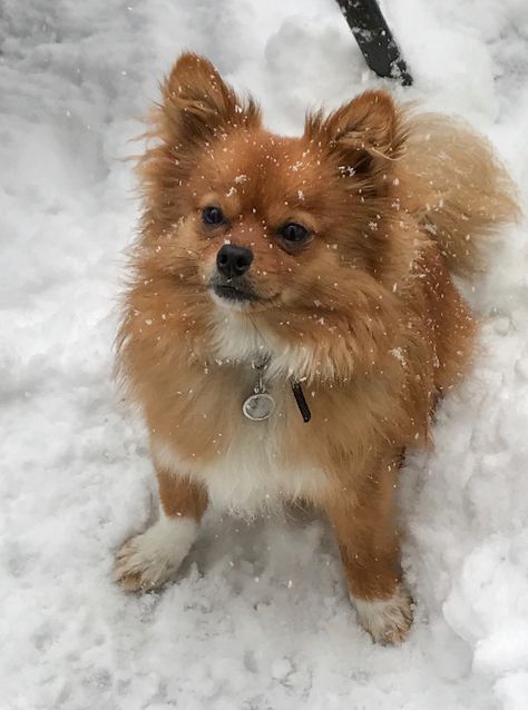 Buddy’s First Snow - Pomeranian Chihuahua mix Pomeranian Mix Puppies, Pomeranian Chihuahua Mix, Spitz Pomeranian, Pomeranian Chihuahua, Siberian Husky Mix, Finnish Spitz, Pomeranian Mix, Pug Mix, Dog Mixes