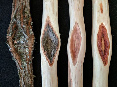 This is the home page's excerpt Painted Walking Sticks Ideas, Diamond Willow, Willow Sticks, Family Art Projects, Handmade Walking Sticks, Easy Woodworking Ideas, Whittling Projects, Hiking Staff, Hand Carved Walking Sticks