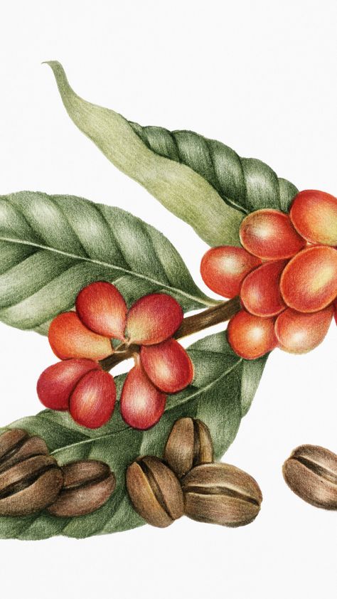 Drawing of coffee plant and coffee beans Coffee Chart, Coffee Bean Art, Coffee Infographic, Types Of Coffee, Bakery Kitchen, Coffee Guide, Iced Tea Recipes, Mocha Coffee, Coffee Illustration