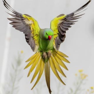 Easy Activities for Teaching about Inherited Traits and Heredity Drawings Wallpaper, Ring Necked Parakeet, Parrot Wallpaper, Ring Neck, Bbc Earth, Wallpaper Colorful, Pretty Fly, Art Tutorials Watercolor, Funny Parrots