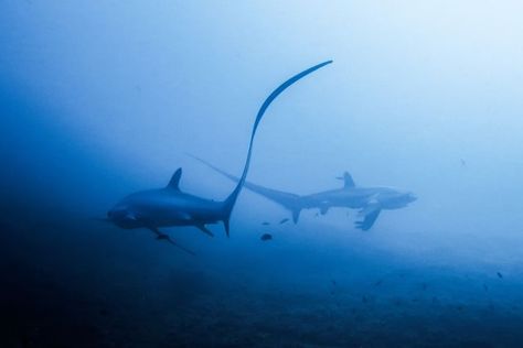 Ara | Scuba Diving & Travel Content Creator on Instagram: "Thresher sharks (Alopiidaeare) also known as fox sharks, are pelagic creatures. But in Malapascua, Philippines, specifically in Monad and Kimud shoals they are seen almost daily the whole year round. 😍 The shoals serve as a cleaning station for threshers. 🦈 Tiny cleaner wrasses eat the parasites that are on the sharks. Think of it like a car wash for sharks! 🐟 I was lucky that I saw several of them during my last trip to Malapascua! These were just around 12-18 meters! The first time I went we had to go down to 30 meters so this was a better experience. 💙 If you wanna see thresher sharks, this is the place to go! 🫶🏽 Comment FOXFACE and I'll send you my blog post on diving with thresher sharks in Malapascua! Have you seen thr Cleaning Station, Thresher Shark, Travel Content, Marine Biology, Drawing Inspo, Silly Animals, 2025 Vision, Have You Seen, Nature Travel