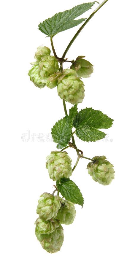 Hops branch. Isolated on white , #AFF, #branch, #Hops, #white, #Isolated #ad Hops Plant, Simple Vase, White Image, Interior Design Inspiration, Wedding Cards, Plant Leaves, Template Design, Photo Image, Royalty Free Stock Photos