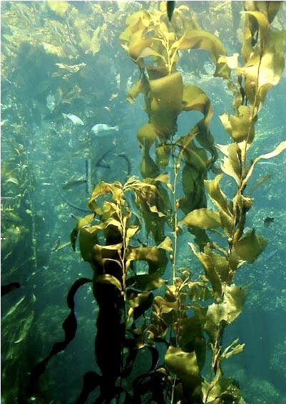 Underwater River, Painting Mood, Ocean Plants, Paint Themes, Underwater Painting, Sea Plants, Kelp Forest, Water Nymphs, Pond Plants