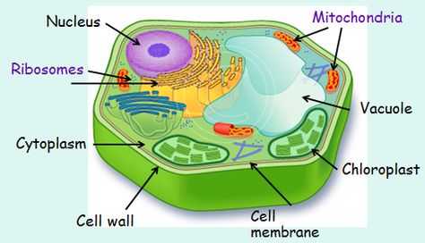 Cell Structure: Plant and animal cells Plant Cell Diagram, Plant Cell Structure, Cell Diagram, Science Cells, Plant Cells, Plant And Animal Cells, Cells Project, Cell Organelles, Cells Activity