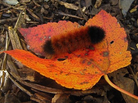 Woolly Bear Caterpillar, Wooly Caterpillar, Caterpillar Tattoo, Wooly Bear Caterpillar, Fuzzy Caterpillar, Woolly Bear, Baby Bears, Insect Collection, What A Beautiful World