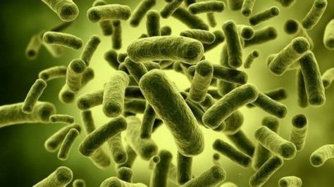 The rate at which our gut bacteria mature during infancy may have a big impact on later weight gain, suggest researchers. Bacillus Subtilis, Probiotic Benefits, Healthy Microbiome, Natalie Wood, Gut Bacteria, Leaky Gut, Gut Microbiome, Kefir, Digestive System