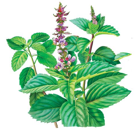 Catnip Plant, Tulsi Plant, Plant Sketches, Plant Activities, Garden Mural, Tumblr Drawings, Floral Tattoo Sleeve, Holy Basil, Herbal Teas