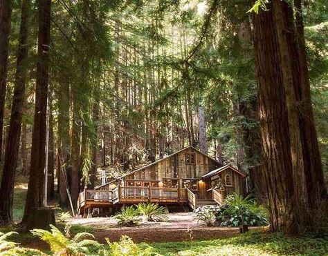 Forest Wedding Ideas, Redwood Forest California, Redwood Forest Wedding, Wedding Locations California, Forest Wedding Venue, A Cabin In The Woods, Redwood Wedding, Wedding Ceremony Script, Country Wedding Venues