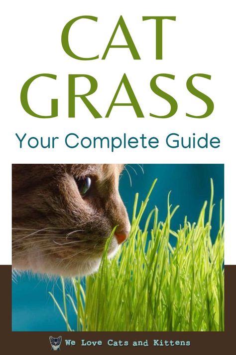 Here's the complete guide to cat grass! Cat grass is a special kind of vegetation explicitly designed for the leafy green needs of your kitty. Read the article for more info! Cat Health Remedies, Why Do Cats Purr, Cat Health Problems, Rescue Pets, Types Of Grass, Cat Health Care, Cat Grass, Cat Purr, Older Cats