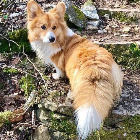 This corg has the most magnificent floofy tail Corgi With Tail, Welsh Corgi Pembroke, Pembroke Welsh Corgi Puppies, Welsh Corgi Puppies, Corgi Pembroke, Corgi Puppy, Cute Corgi, Pembroke Welsh Corgi, Welsh Corgi