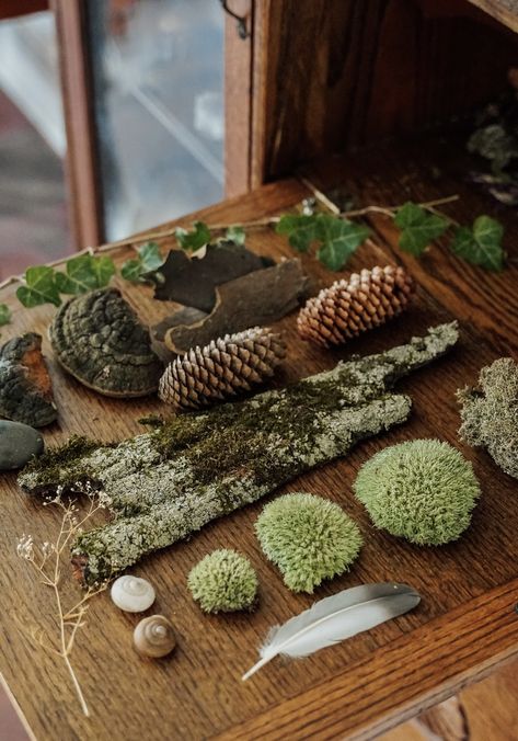 Herbalism Journal, Everlasting Wreaths, Naturalist Aesthetic, Nature Shelf, Artist Muse, Feather Symbol, Naturalist Decor, Cabinet Of Curiosity, Adirondack Style