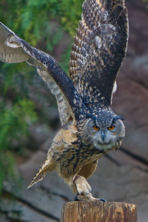 Eurasian Eagle Owl, Raptors Bird, Owl Wings, Awesome Owls, Owl Photography, Animal Cutouts, Owl Images, Eagle Owl, Owl Photos