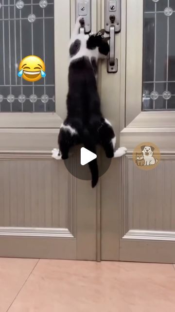 Cat Videos Hilarious, Spoiled Cats, Pets Toys, Opening Doors, September 10, Ginger Cats, Excuse Me, Cats Meow, Animal Videos