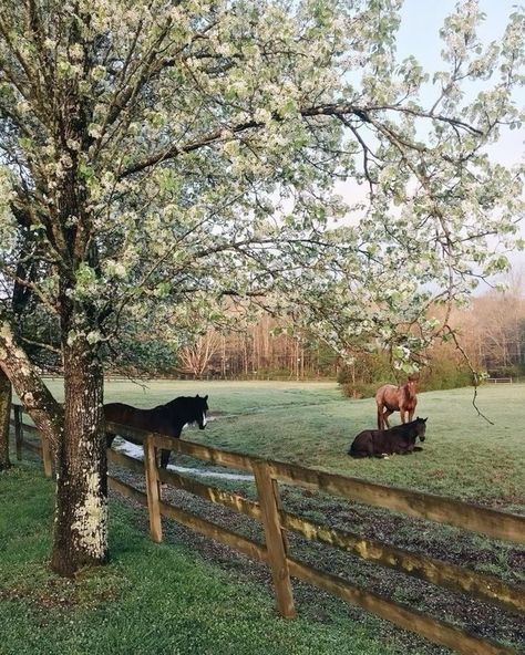 Future Farms, Ranch Life, Horse Life, English Countryside, Horse Girl, The Grass, Future Life, Country Life, Farm Life