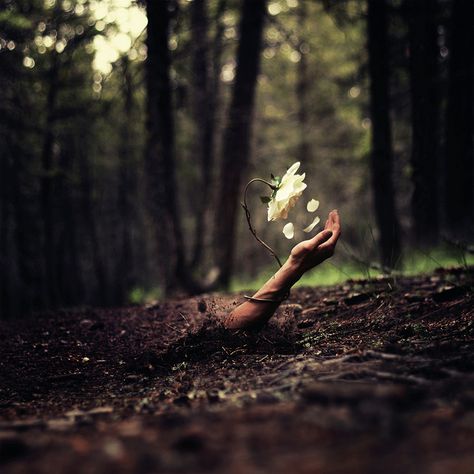 New Growth by Joel Robison, via Flickr. Elemento Terra, Hades And Persephone, Three Rivers, Surrealism Photography, Salvador Dali, 판타지 아트, Story Inspiration, Writing Inspiration, In The Woods