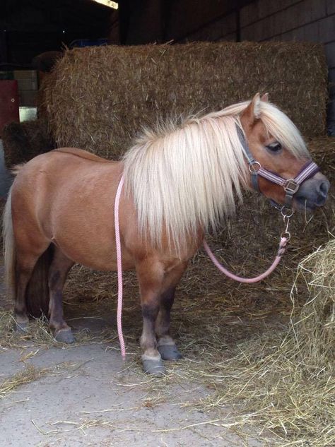 Shetland Pony:-- named for Islands they were developed..shaggy w/long, thick manes, tails, and forelocks with short muscled legs.. not exceed 10.2 hands Shetty Pony, Miniature Shetland Pony, Mini Shetland Pony, Shetland Ponies, All Horse Breeds, Tattoo Wallpaper, Miniature Ponies, Mini Horses, Tiny Horses