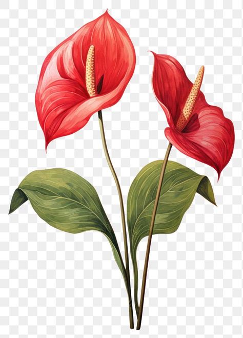 Anthurium Illustration, Anthurium Tattoo, Tropical Flowers Illustration, Hot Air Balloon Drawing, Balloon Drawing, Red Anthurium, Anthurium Flower, Wallpaper Themes, Leaf Plant