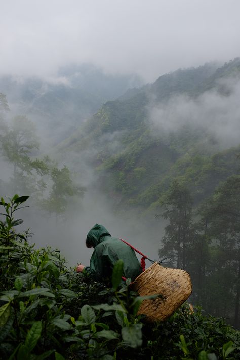 Tea Estate Photography, Tea In Mountains, Tea Farm, Black And White People, All The Bright Places, Tea Estate, Chinese Aesthetic, Coffee Farm, Natural Ecosystem