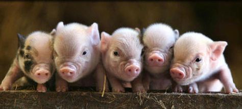 Baby Piglets, Micro Pigs, Teacup Pigs, Small Pigs, Cute Piglets, Mini Pigs, Pet Pigs, Baby Pigs, Three Little Pigs