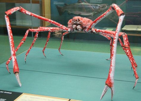 Japanese Spider Crab, Crab Species, Spider Crab, Animal Facts For Kids, Bizarre Animals, Crab Spider, Crab Tattoo, Fun Facts About Animals, Giant Spider