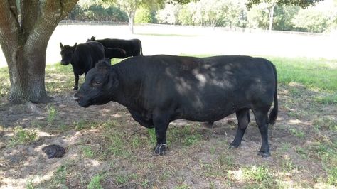 Learn about Lowline Angus Cattle in Central Florida Lowline Angus, Angus Cows, Angus Cattle, Central Florida, Florida, Benefits, Animals