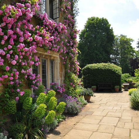 Climbing Rose Garden, Coton Manor, 18th Century House, Bog Garden, Manor Garden, Gardens Of The World, Wild Flower Meadow, Climbing Rose, Garden Home Decor