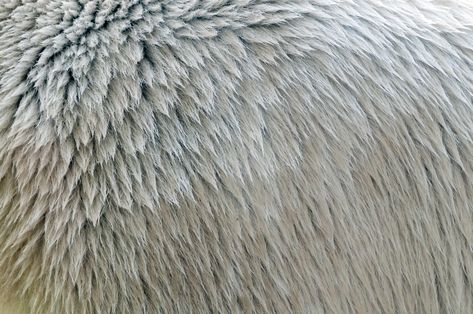 Polar bear fur texture close-up - Free PatternPictures.com Animal Texture Photography, Animal Skin Texture Drawing, Fur Fabric Swatch, Animal Fur Texture, Industrial Texture, Polar Bear Fur, Micro Photography, Dark Materials, Fur Texture