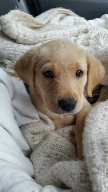 Golden Lab Puppy, Golden Labrador Aesthetic, Lab Dog Aesthetic, White Golden Retriever Puppy Aesthetic, Lab Puppy Aesthetic, Golden Labrador Puppy, Baby Labrador, Yellow Lab Puppy Aesthetic, Blonde Labrador Pup