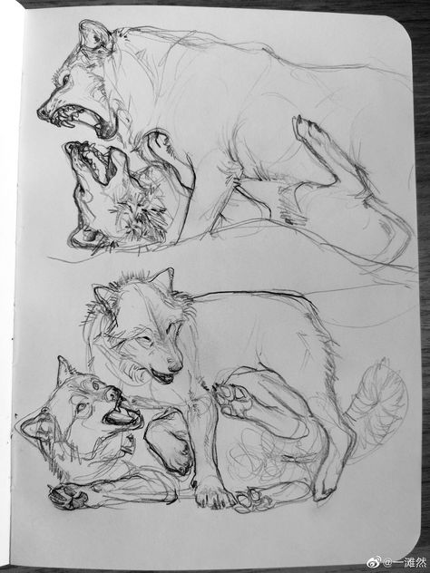 Wolf Biting Drawing, Dog Growling Drawing, Sketches Of Wolves, Wolf Snarling Drawing, Two Wolves Drawing, Dire Wolf Drawing, Dog Lying Down Drawing, How To Draw Wolves, Wolf Laying Down