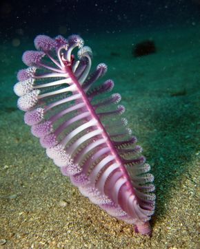 Sea pen. Pluma de mar Clase : Anthozoa Orden: pennatulacea Sea Pen, Creature Marine, Fauna Marina, Sea Fan, Beneath The Sea, Under The Ocean, Deep Sea Creatures, Beautiful Sea Creatures, Water Animals