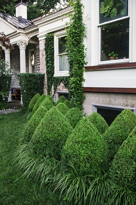 Boxwood has a long history in garden design, from ancient Rome to modern-day suburbia. A tidy boxwood hedge is a staple in traditional formal gardens, but landscape designers are also using the evergreen in fresh ways. #garden #gardenideas #gardenplants #landscaping #besthedges #hedgeideas #bhg Backyard Arbor, Cottage Gardening, Boxwood Landscaping, Yard Privacy, Garden Homes, Outdoor Topiary, Boxwood Garden, Low Water Gardening, Topiary Garden