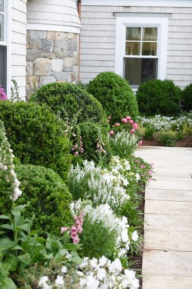 Boxwood Landscaping, Outdoor Landscape Design, Walkway Landscaping, Front Landscaping, Garden Shrubs, Plant Ideas, Landscaping Tips, Garden Borders, White Gardens