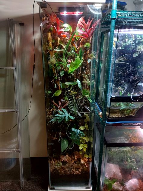 The final product took 3 hours to plant and included 35 separate species including 6 different bromeliads, 5 orchids, 6 air plants, 5 philodendrons, 4 ferns, 3 begonias, and several other species of plants. Live Plant Reptile Terrarium, Garter Snake Terrarium, Closed Terrarium Animals, Red Eye Tree Frog Terrarium, Terrestrial Tarantula Enclosure, Gecko Terrarium, Crested Gecko, Vivarium, Floral Tank