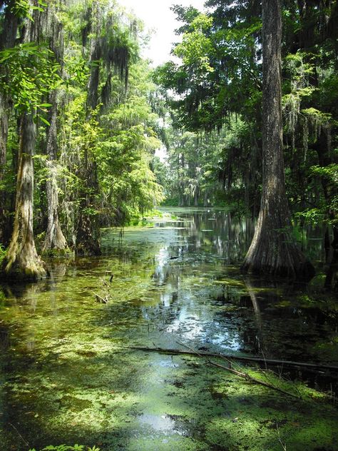 Carolina low country South Carolina Marsh, South Carolina Aesthetic, Carolina Aesthetic, Swamp Water, Southern Usa, South Carolina Lowcountry, Charleston Art, Sandra Brown, Southern States