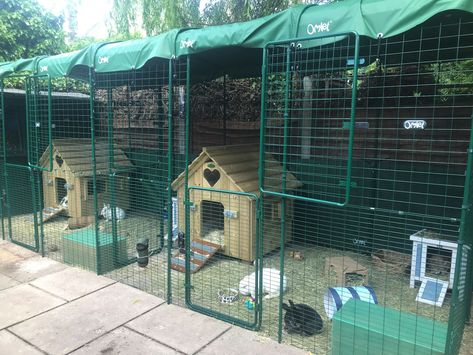 Giant Flemish Rabbit Cage, Flemish Giant Enclosure, Large Rabbit Enclosure, Giant Rabbit Enclosure, Rabbit Living Space, Large Outdoor Rabbit Enclosure, Outdoor Rabbit Enclosure Diy, Rabbit Run Ideas, Rabbit House Outdoor