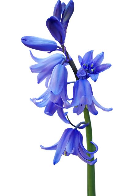 Blue Bells Flowers, Bluebell Tattoo, Bluebell Flower, Painting Cards, Flower People, Azaleas Garden, Cardinal Flower, Bell Flowers, Blue Bell Flowers