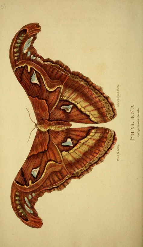 Moth Illustration, Moth Tattoo, Psy Art, Illustration Botanique, Museum Of Natural History, Antique Illustration, The Muse, Insect Art, Scientific Illustration