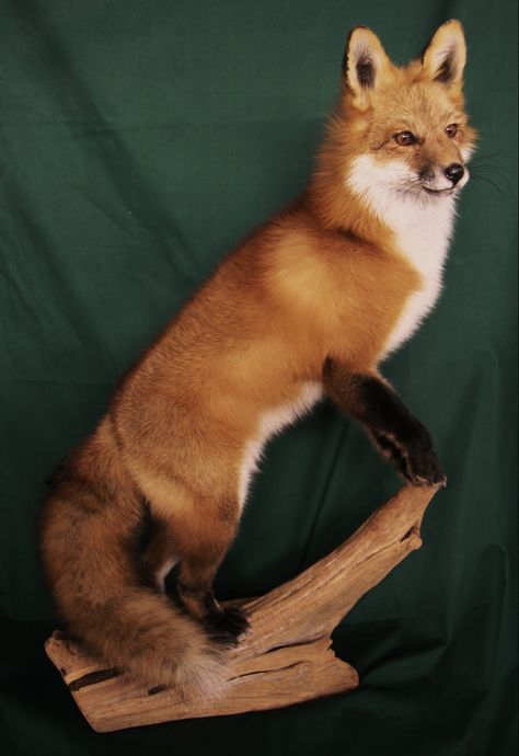 Fox Taxidermy Mount, Fox Mounts Taxidermy, Bobcat Mounts, Fox Taxidermy, Taxidermy Fox, Animal Taxidermy, Antler Art, Taxidermy Art, Taxidermy Mounts