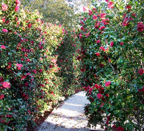 Camelia Garden, Camellia Garden, Dallas Arboretum, Camellia Flower, Better Homes And Garden, Pink Garden, Charming Garden, Garden Features, Blossom Trees