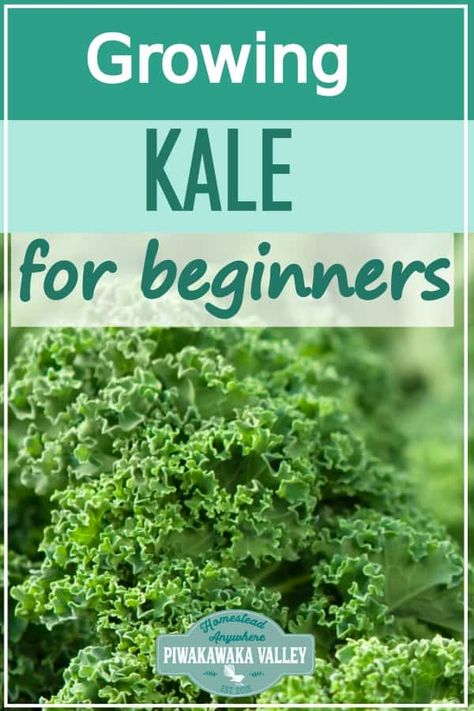 Kale Plant, Growing Kale, Plants For Beginners, Growing Peas, Aquaponics Diy, Vegetable Plants, Hydroponic Gardening, Easy Plants, Planting Vegetables