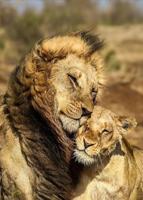 Romantic Animals, Lion Lioness, Lion Couple, Lion And Lioness, Lion Love, Lion Images, Lion Pictures, Clipuri Video, Beautiful Cats