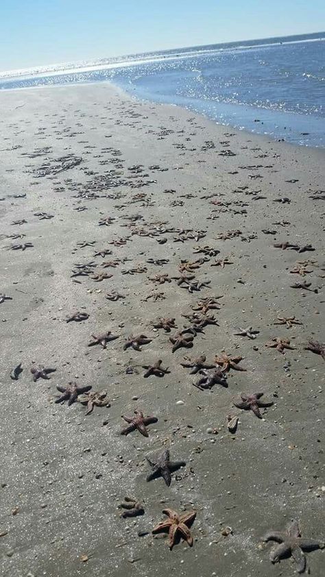 Starfish on isle of palms, south Carolina - feb 2015 Isle Of Palms South Carolina, South Carolina Vacation, I Need Vitamin Sea, South Carolina Travel, Charleston Travel, South Carolina Beaches, Isle Of Palms, Kiawah Island, Folly Beach