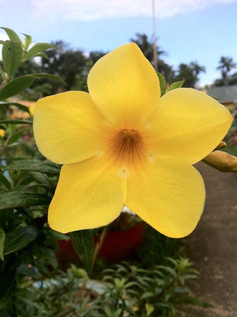 yellow bell Yellow Bell Flowers, Bell Flowers, Tropical Flowers, Flower Tattoo, Tattoos, Yellow, Flowers, Quick Saves