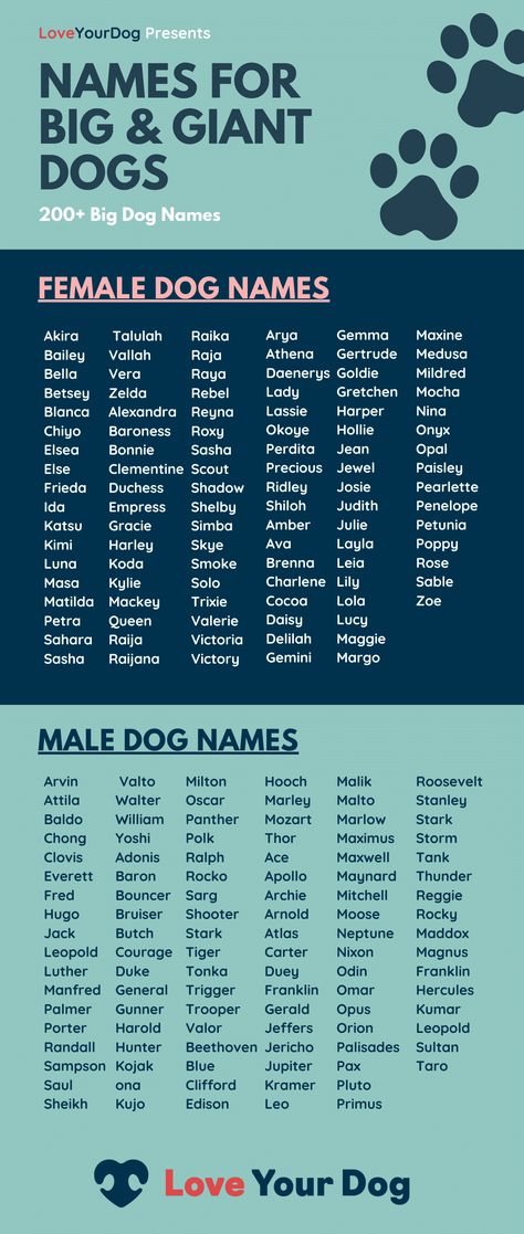 Not sure what to name your English Mastiff, Great Dane, Leonberger, Saint Bernard or other giant dog breed? Here are 200 great big dog names for pups that are larger than life! Big Dog Names, Female Giant, Cute Animal Names, Great Dog Names, Cute Puppy Names, Cute Pet Names, Dog Names Unique, Boy Dog Names, Golden Retriever Names