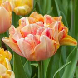 Rose Like Flowers, Longfield Gardens, Tulip Season, Orange Tulips, Tulip Bulbs, Garden Bulbs, Plant Information, Ground Cover Plants, Foxtrot